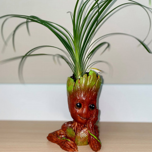 Okrasna lončnica 213040329 165318835632265 481894055231696003 n